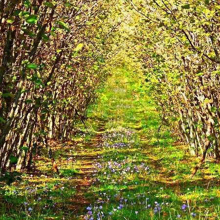 Feudo Magazzeni Etna * Sant'Alfio